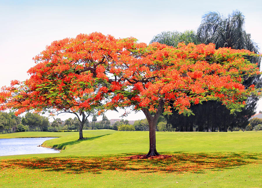 The Flame Tree Photograph by Iryna Goodall
