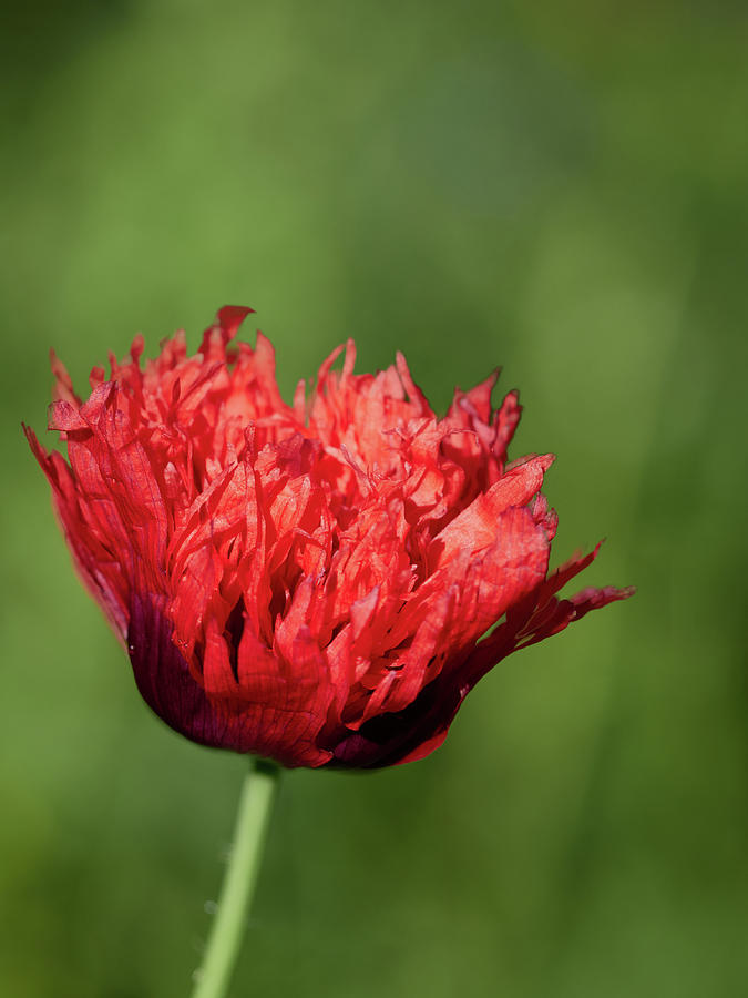The flaming red poppy 1 Photograph by Jouko Lehto