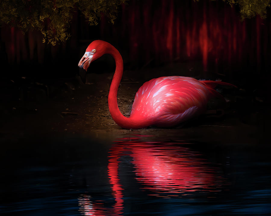 The Flamingo That Wished It Were A Swan Photograph by Mark Andrew Thomas