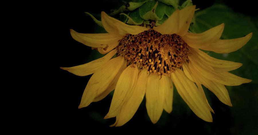 The Flashy Wild Sunflower Photograph by Laura Putman