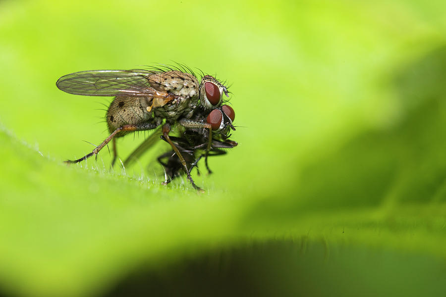 Insects Photograph - The flies killer by Mircea Costina Photography