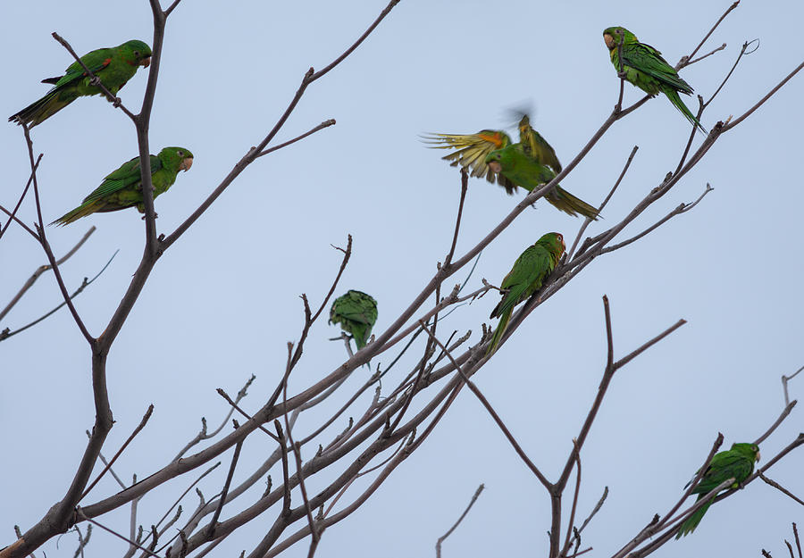The flight of one of the maracanã parrots, which are in several dry branches, of a tree. Photograph by Marcia Silva de Mendonca