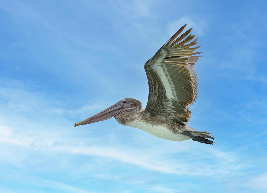 The Flight of the Pelican Photograph by Angie Mossburg