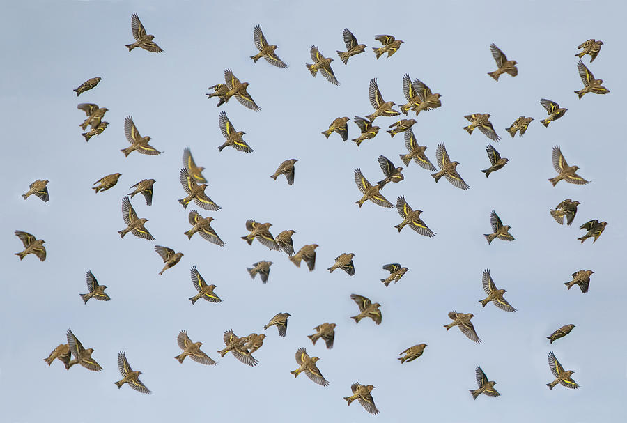 The Flock Photograph by Kent Keller