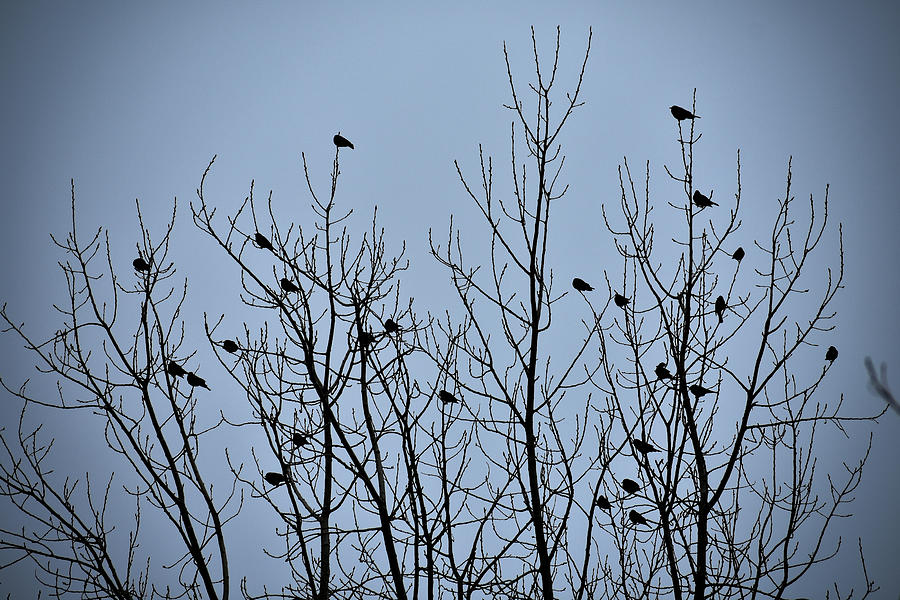 The Flock Photograph by Len Bomba