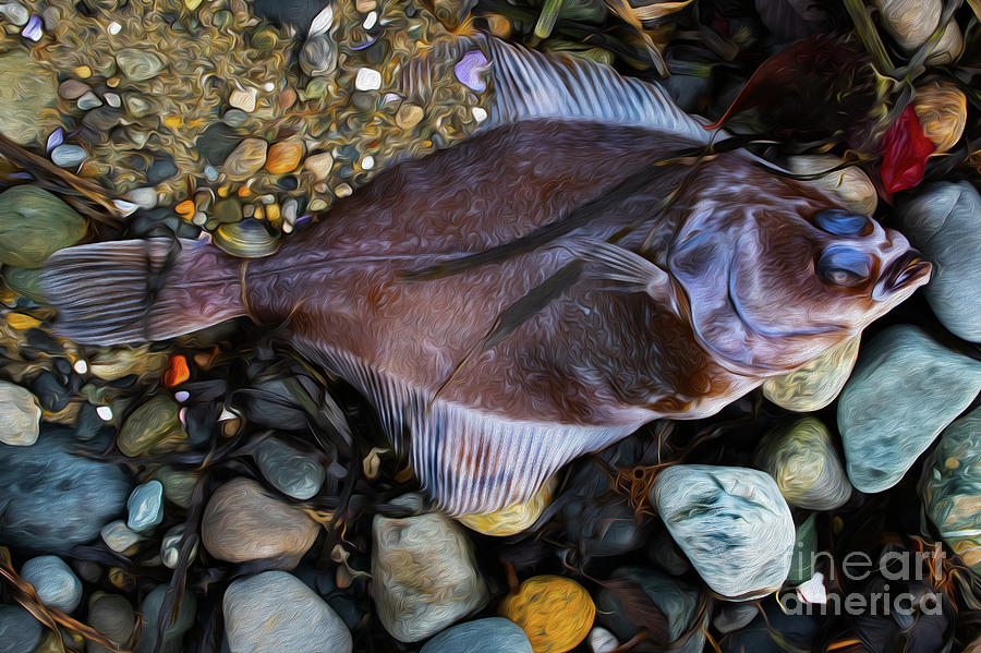 The Flounder Has Floundered Photograph by Bob Christopher Pixels