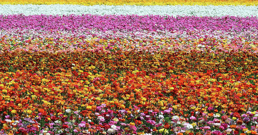 Nature Photograph - The Flower Fields, a Flower Garden in Carlsbad, California, USA by Derrick Neill