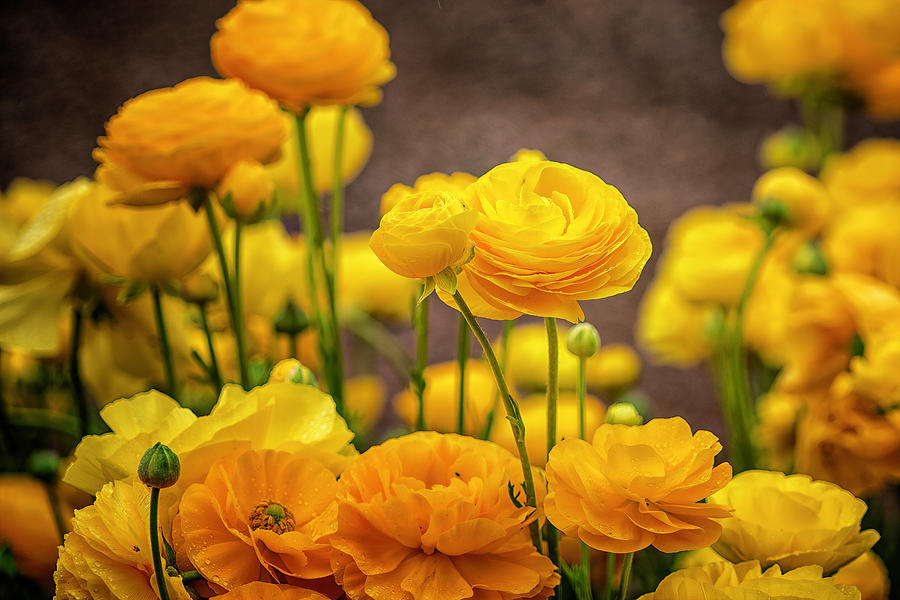 The Flower Fields Ranunculus Flowers Photograph by Lindsay Thomson