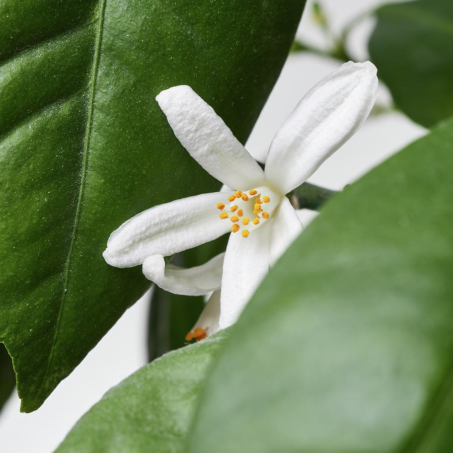 The flower of mandarin orange 1 Photograph by Jouko Lehto | Fine Art ...