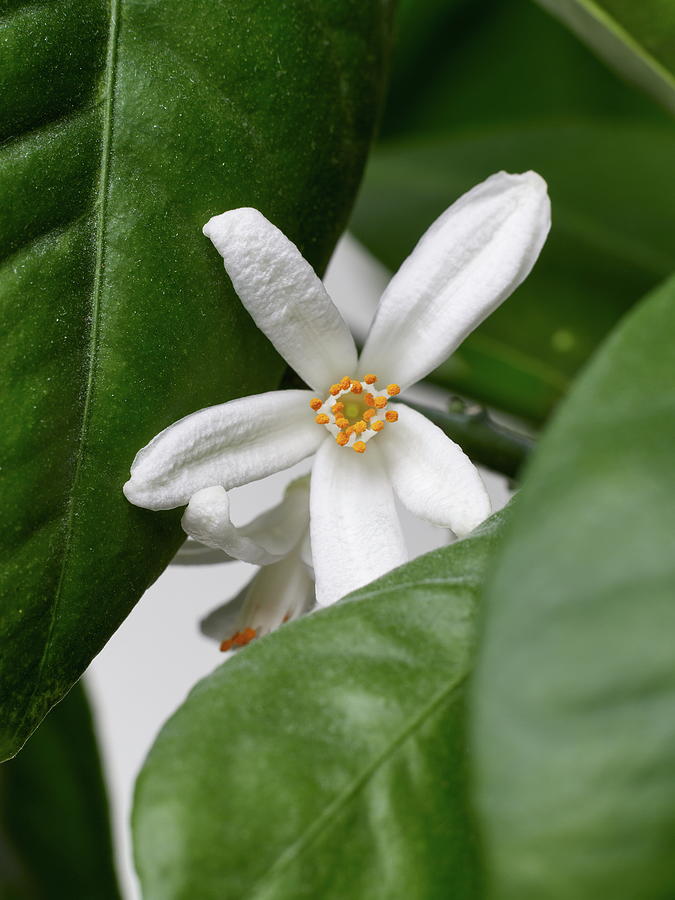 The flower of mandarin orange 2 Photograph by Jouko Lehto - Fine Art ...