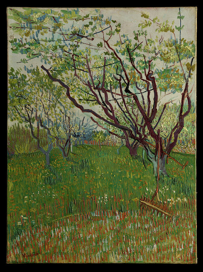Flower Drawing - The Flowering Orchard by Abdelmoula Taia