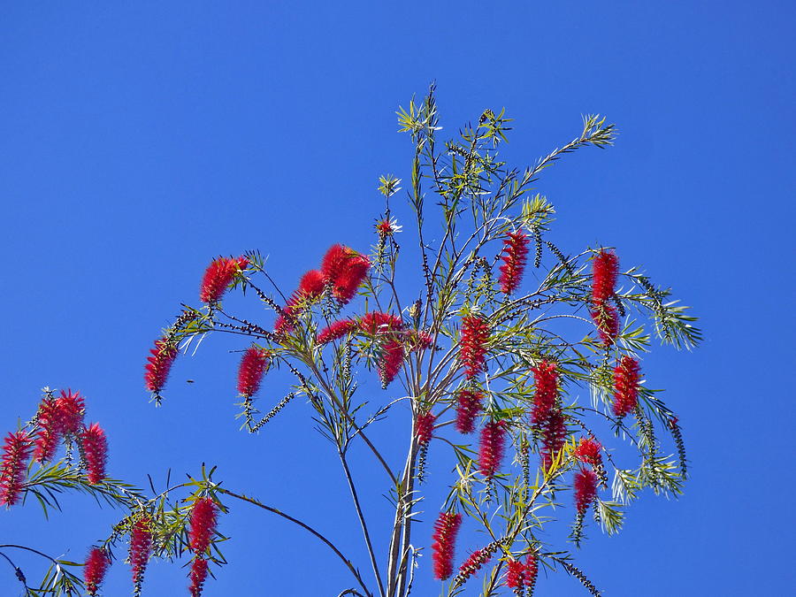 The Flowering Weeping Bottlebrush Tree Photograph by Lyuba Filatova
