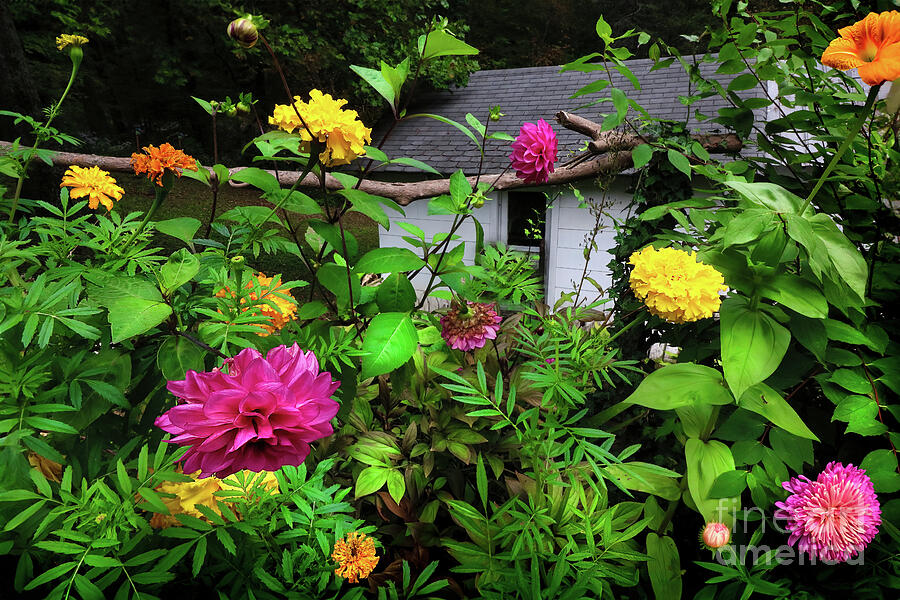 The Flowers at Sallys Cottage Photograph by Shelia Hunt