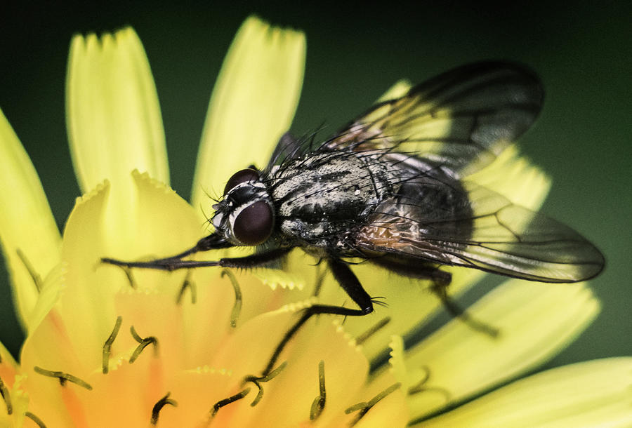 The Fly Photograph by Robert Grac