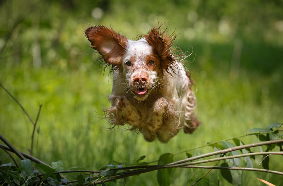 The flying dog Photograph by Alexander Chibirkin