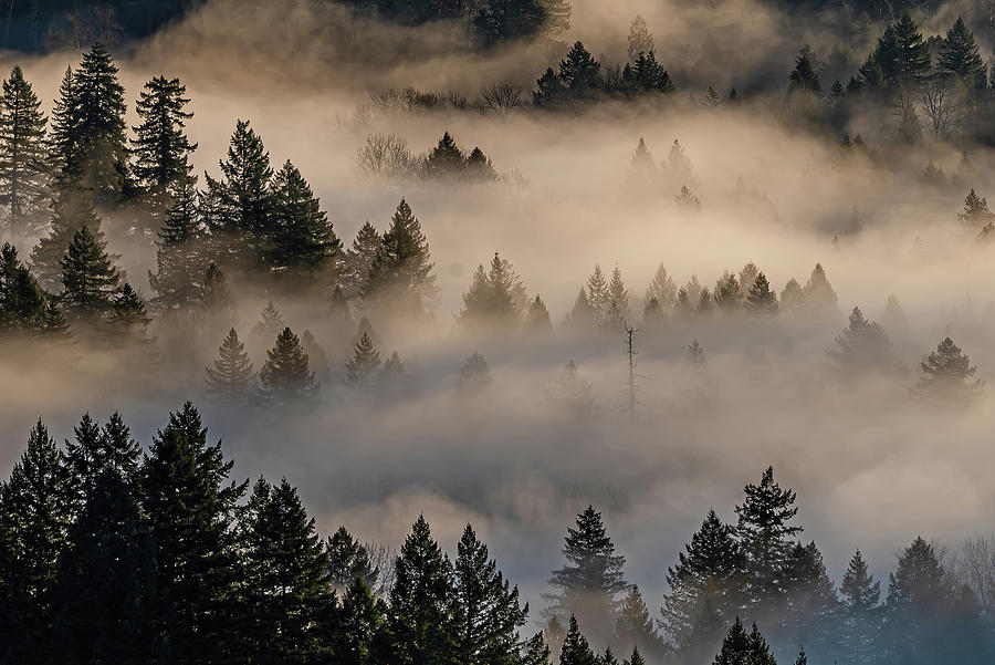The fog  in the trees. Photograph by Ulrich Burkhalter