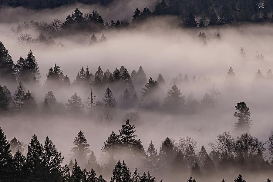 The fog playing in the trees. Photograph by Ulrich Burkhalter