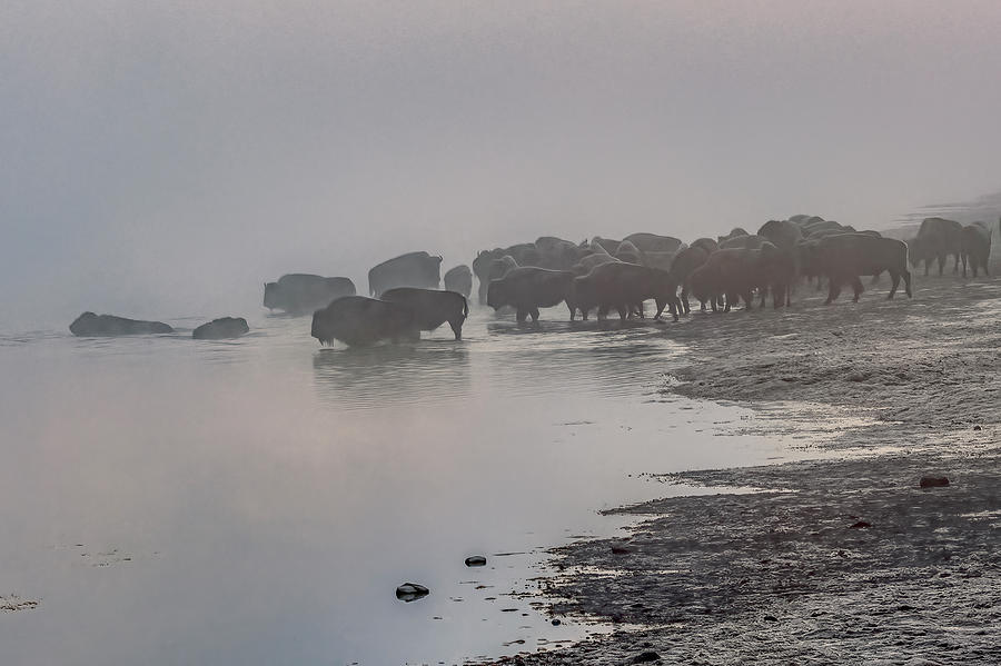 The Foggy Crossing, Bison Herd in Yellowstone Photograph by Marcy Wielfaert
