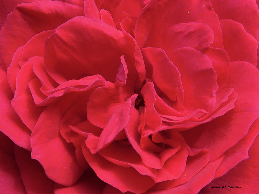The Folds of the Rose Photograph by Kimmary I MacLean