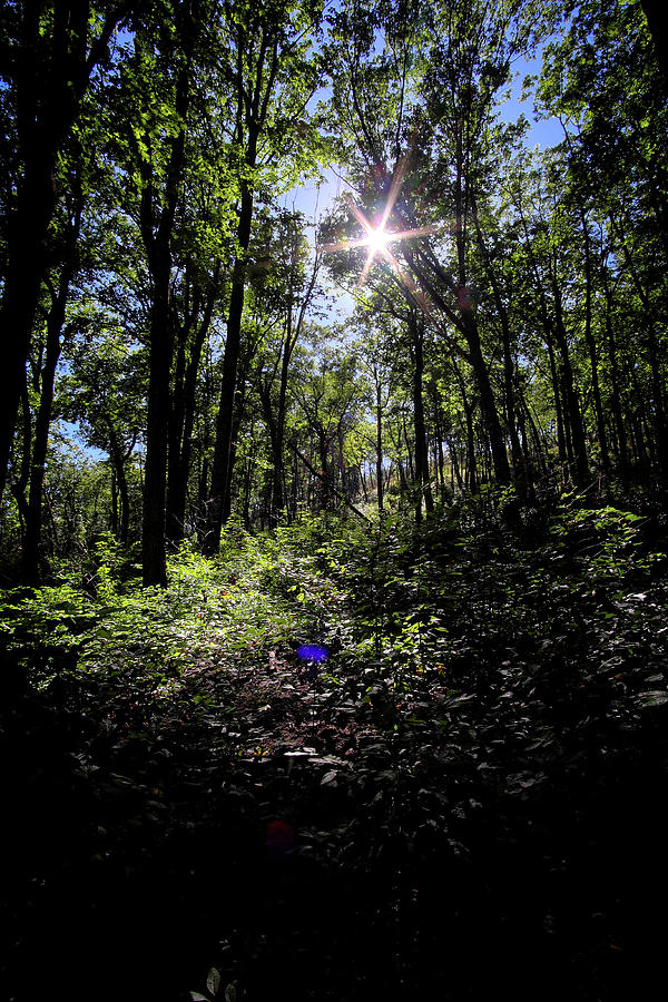 The Forest and the Sun Photograph by George Taylor