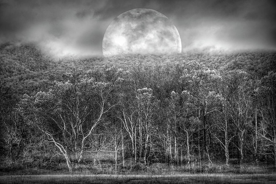 The Forest Awaits Under the Autumn Moon in Black and White Photograph by Debra and Dave Vanderlaan