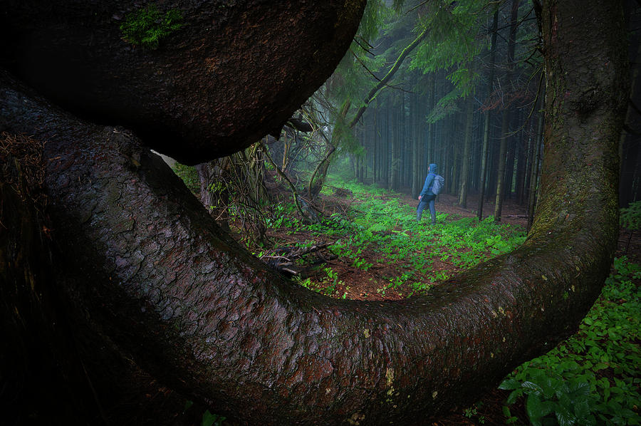 The forest creature Photograph by Cosmin Stan