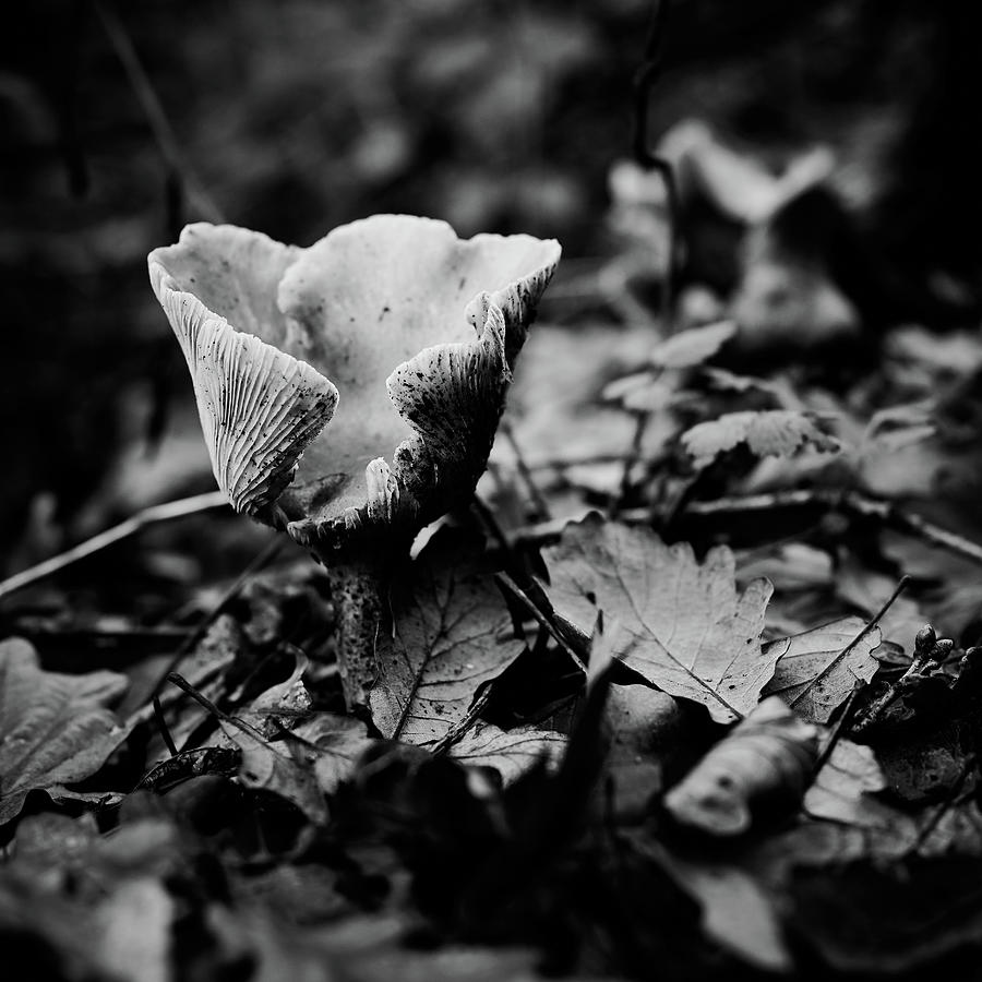 The forest floor Photograph by Gavin Lewis