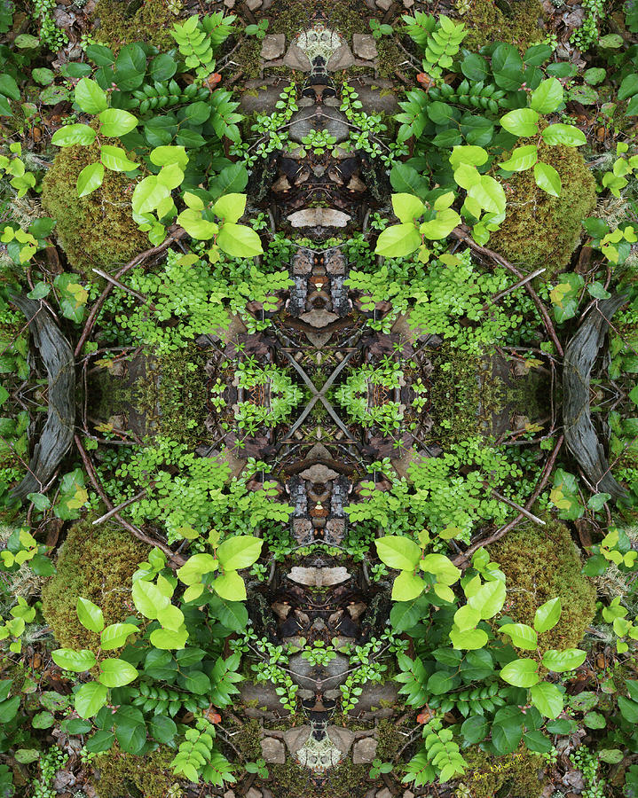 The Forest Floorist #1 Double Mirrored and Flipped Photograph by Ben Upham III