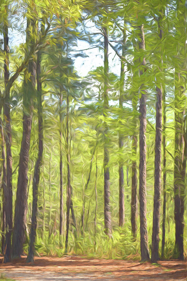 The Forest in Cezanne Photograph by Roberta Byram The Forest in Cezanne Photograph by Roberta Byram