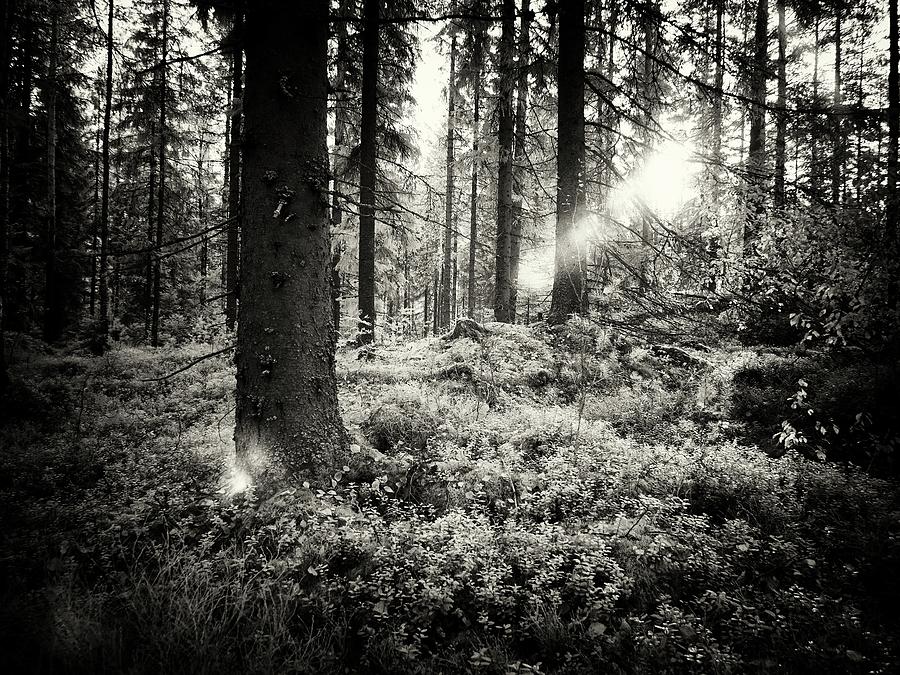 The Forest in evening light BW IR Photograph by Jouko Lehto
