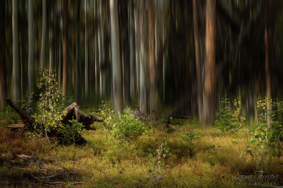 The Forest Photograph by Laura Terriere The Forest Photograph by Laura Terriere