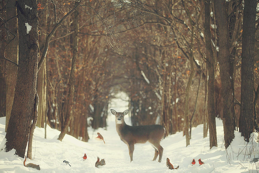 Snow Photograph - The Forest of Snow White by Carrie Ann Grippo-Pike Snow Photograph - The Forest of Snow White by Carrie Ann Grippo-Pike