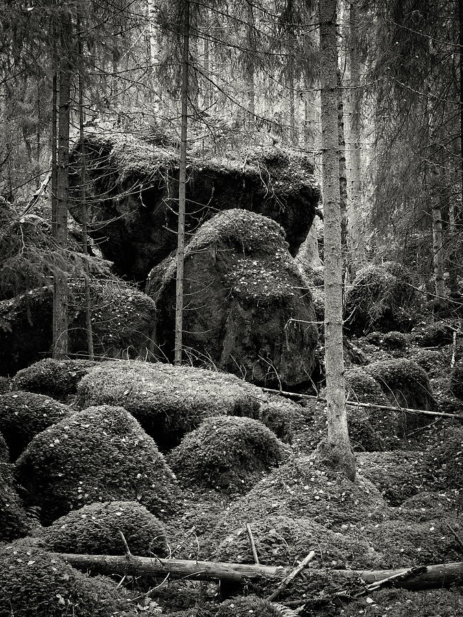 The forest of the moss bw Photograph by Jouko Lehto