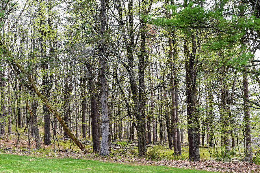 The Forest Of The Quabbin Reservior In Early Spring Photograph By ...