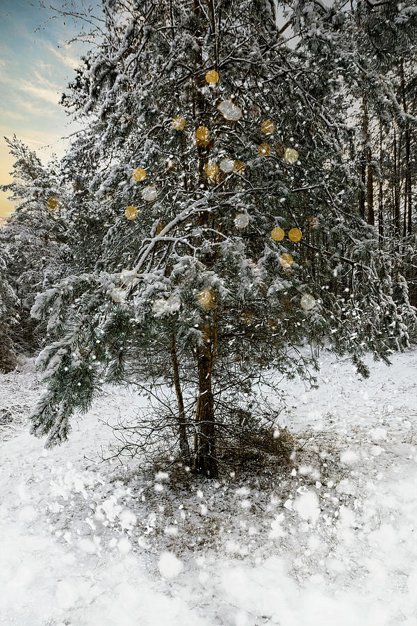 The Forest Raised A Christmas Tree Mixed Media by Aleksandrs Drozdovs