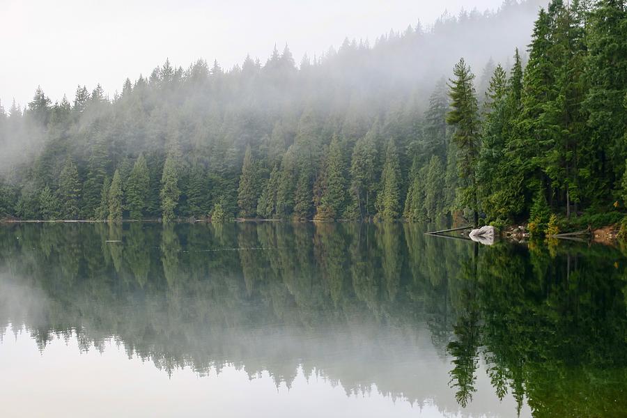 The Forest Reflection Photograph By Spacewalk - Fine Art America