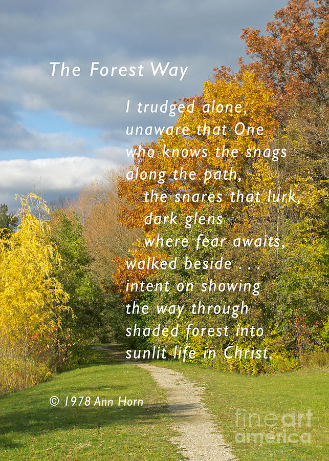 The Forest Way Photograph by Ann Horn