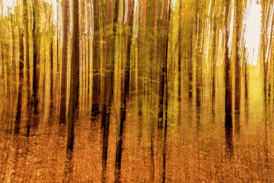 The Forest Photograph by Zev Steinhardt