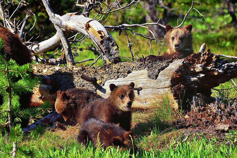 The Four Cubs Photograph by Greg Norrell
