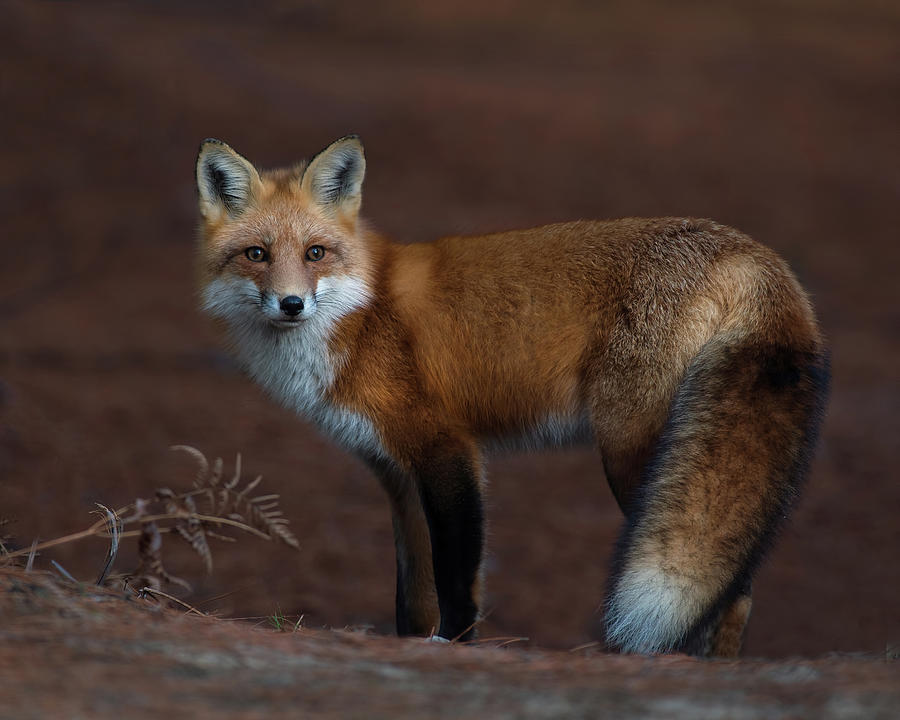 The Fox Photograph by CR Courson