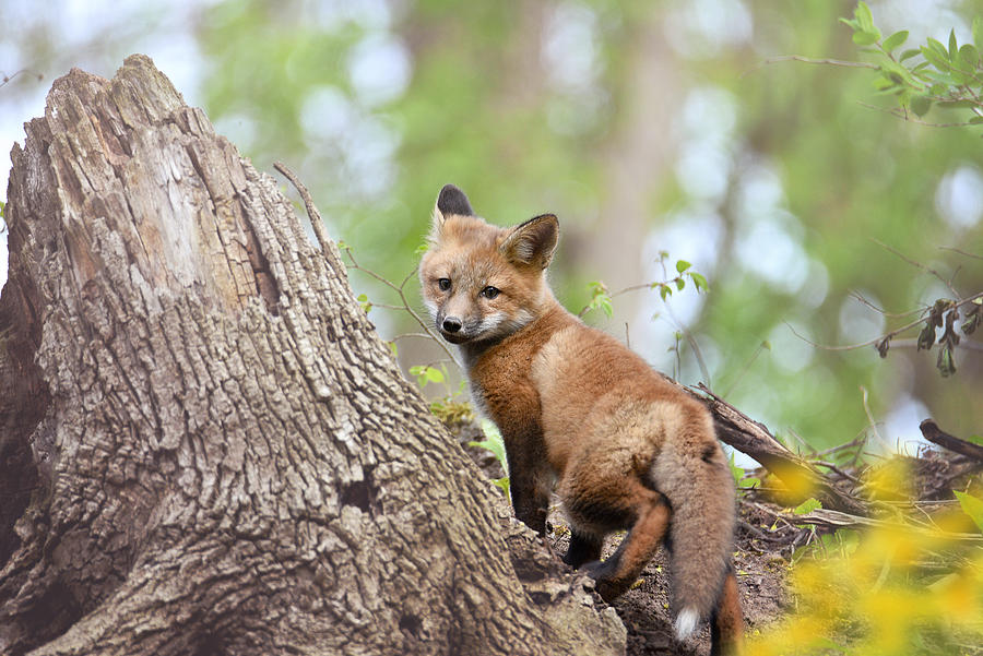 The Fox Photograph by Kay Jantzi