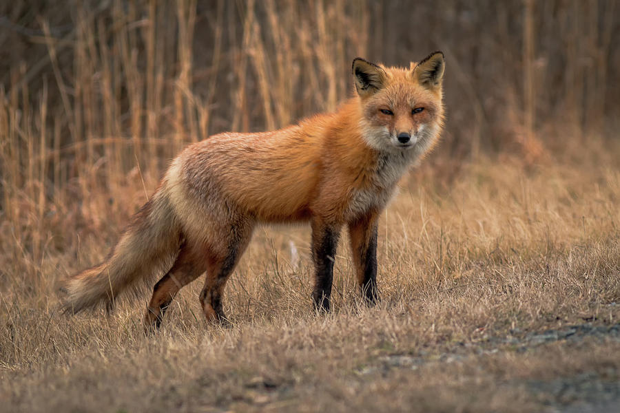 The Fox Photograph by Ken Fullerton