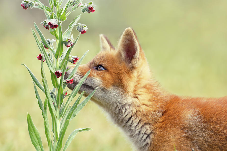 Animal Photograph - The Fox Kit and the Flower by Roeselien Raimond