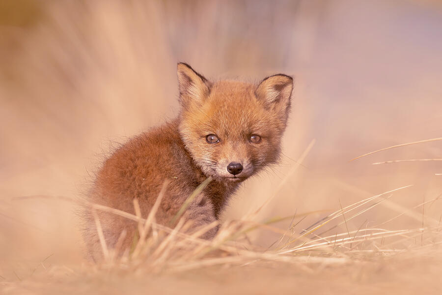 Wildlife Photograph - The Fox Kit by Roeselien Raimond