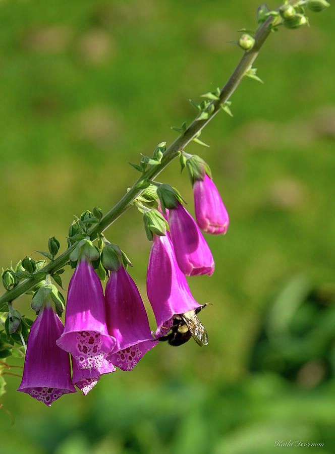 The Foxglove and the Bee Photograph by Kathi Isserman