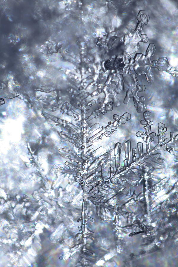 The fragile beauty of a snowflake Photograph by Ulrich Kunst And Bettina Scheidulin