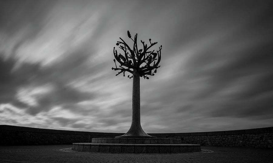 Summer Photograph - The Freedom Tree, Jersey by Silviu Dascalu