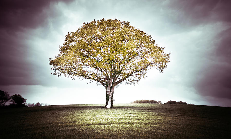 The french tree Photograph by Ysae | Fine Art America