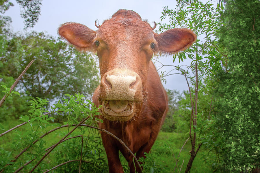 The Friendly Cow Photograph by Mark Andrew Thomas
