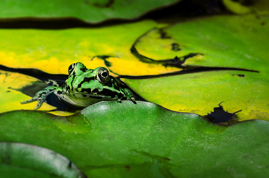 The Frog and the Lily Pad Photograph by Linda Villers